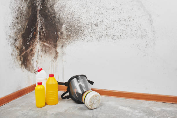 Best Black Mold Removal  in Orange Grove, TX