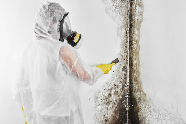 Best Certified Mold Removal  in Orange Grove, TX