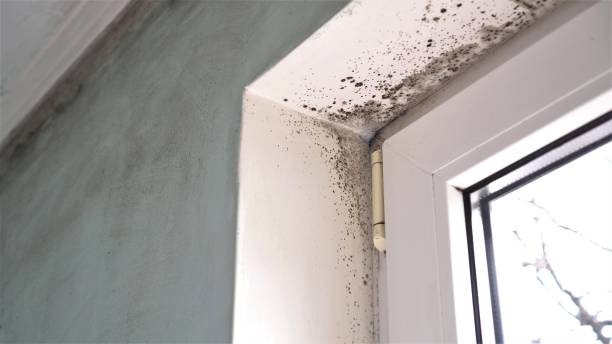 Best Crawl Space Mold Removal  in Orange Grove, TX