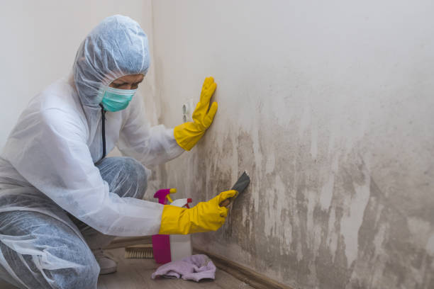 Best Attic Mold Removal  in Orange Grove, TX