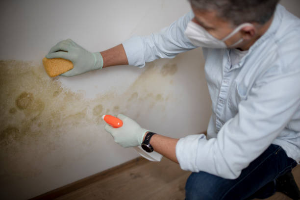 Best Residential Mold Removal  in Orange Grove, TX