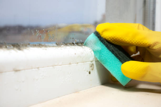 Best Home Mold Removal  in Orange Grove, TX