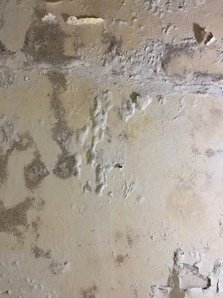 Best Commercial Mold Removal  in Orange Grove, TX