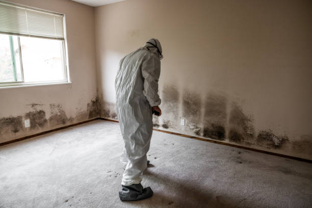 Best Residential Mold Removal  in Orange Grove, TX